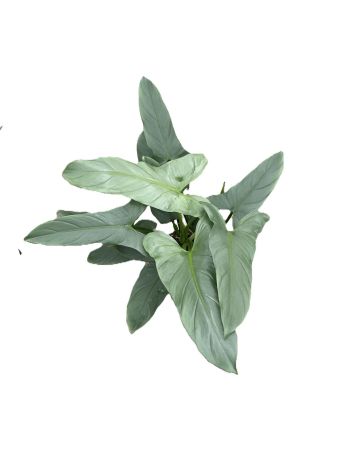 PHIL HASTATUM SILVER QUEEN
