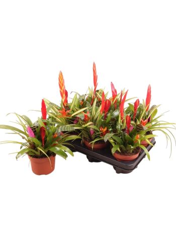BROMELIA TÖBB TÖVES GEM