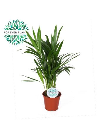 DYPSIS LUTESCENS