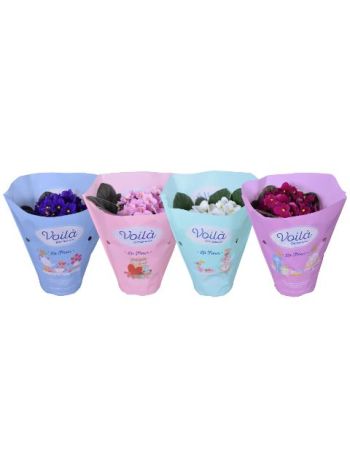 ZZ SAINT GEM *8 VOILA