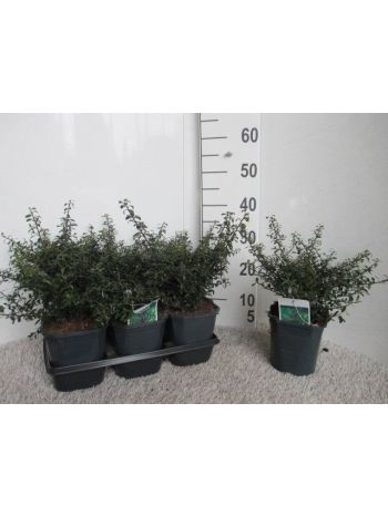 ILEX CRENATA