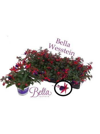 ZZ FUCHSIA BELLA SASHA