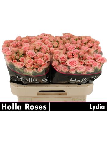 R TR LYDIA 60CM