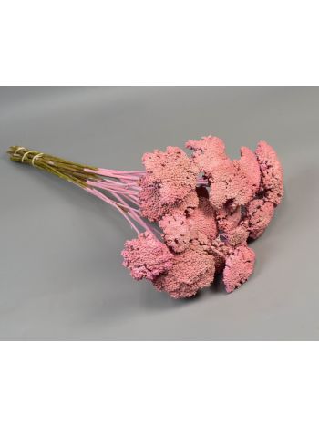 Achillea falfestékes rózsaszín