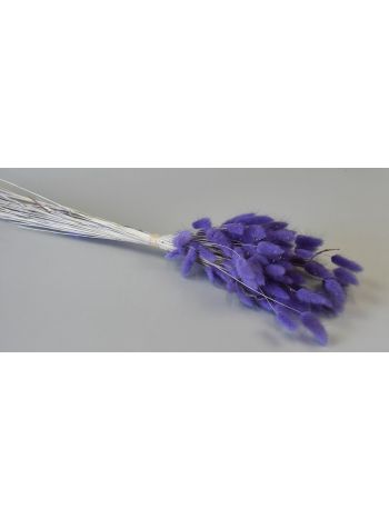 Lagurus 50g feh.lila