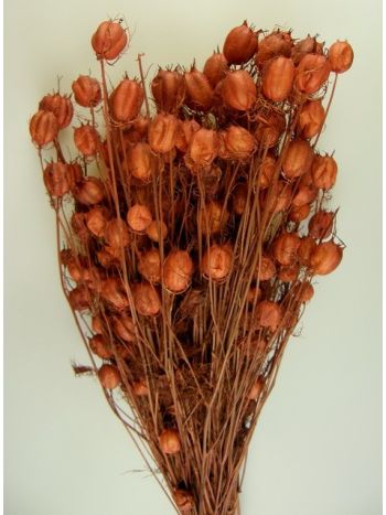 Nigella damascena 100g barna