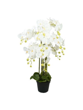 Selyemvirág Lepkeorchidea 8 ágú. kaspóban műanyag 90 cm fehér. zöld