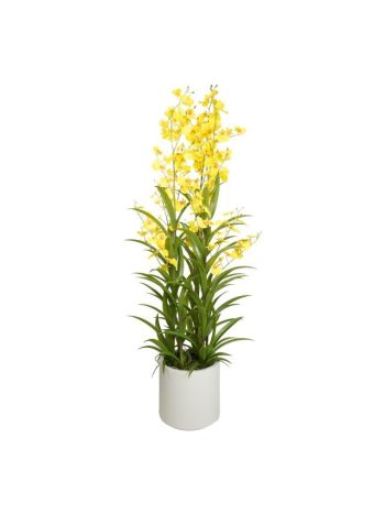 Selyemvirág orchidea. Oncidium 3 ágú. kaspóban műanyag 112 cm sárga. zöld