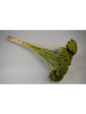 Achillea prep. vil.zöld