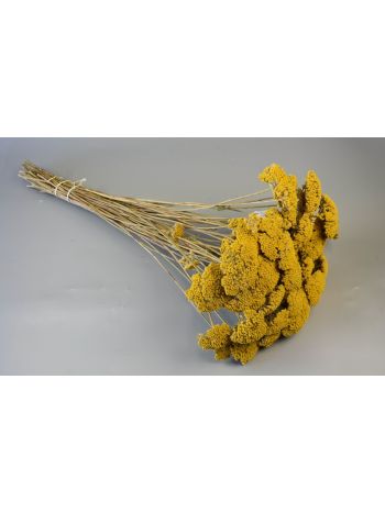 Achillea natúr
