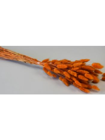Lagurus 50g narancs