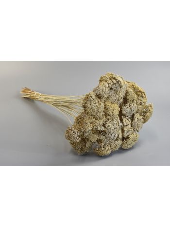 Achillea falfestékes fehér