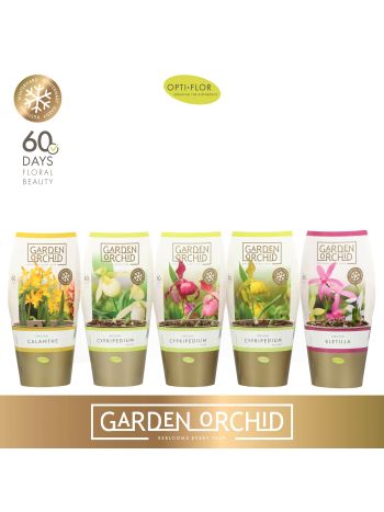 GARDEN ORCHID 3-5+ MIX