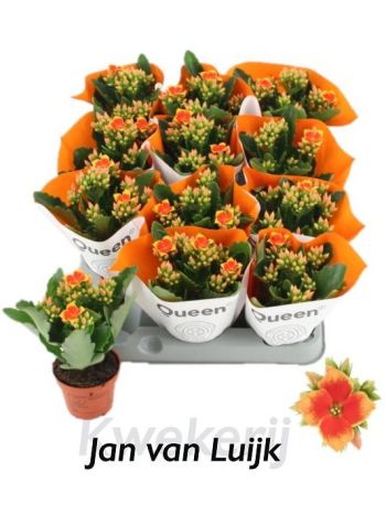 ZZ KAL AFRICAN ROBBIE