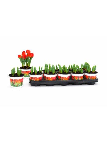 ZZ TULP RED BABY 12CM