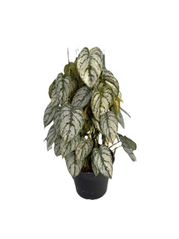 PHIL BRANDTIANUM