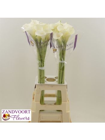 ZANT WHITE ART 80CM