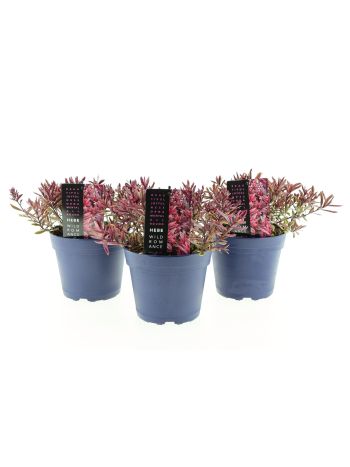 HEBE WILD ROMANCE