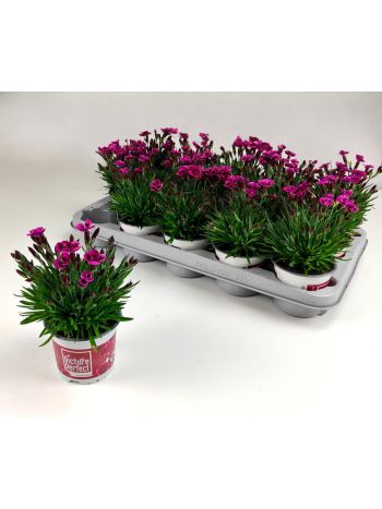 ZZ DIAN PICTURE PERFECT