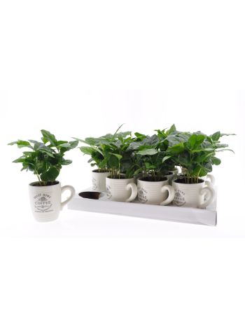 COFFEA ARABICA BÖGRÉS