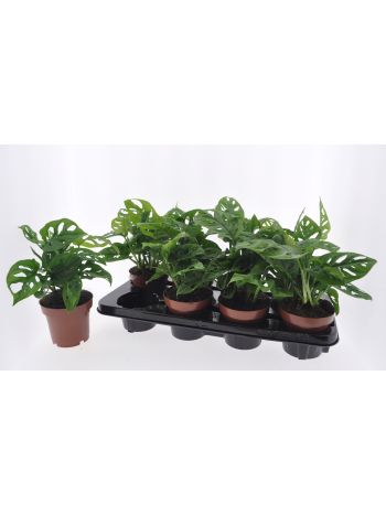 MONSTERA OBLIQUA