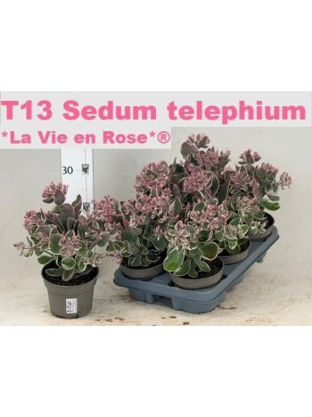 SEDUM TE VIE EN ROSE