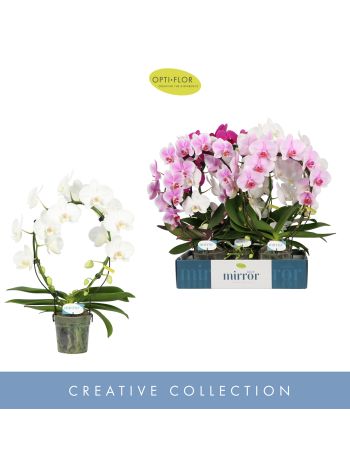 ZZ PHAL MIRROR MIRACLE MIX