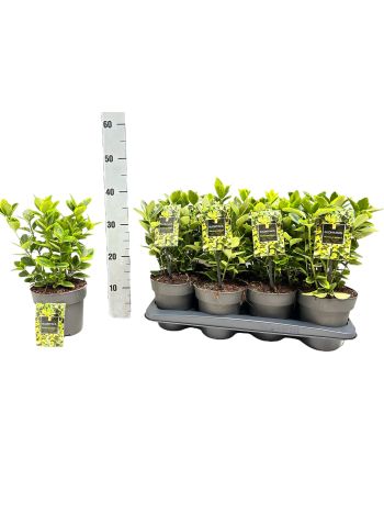 EUON JAP AUREOMARGINATUS