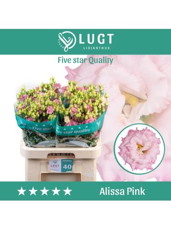 EUS G  ALISSA PINK