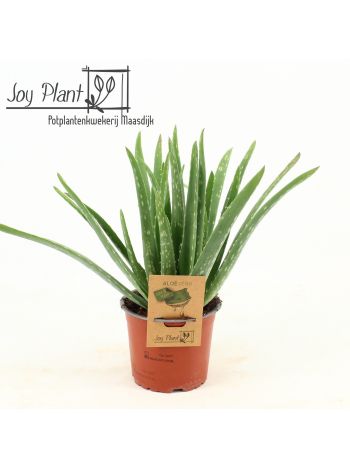 ALOE VERA AKCIO