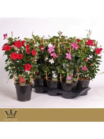 ZZ DIPLADENIA MIX RÁCSOS