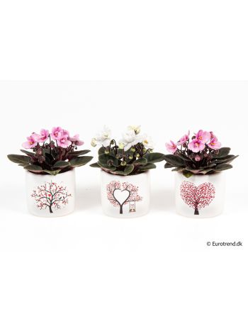 ZZ Ö. SAINT MINTÁS KASPÓS