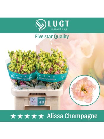 EUS G  ALISSA CHAMPAG