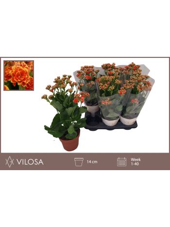 KAL GE VOLCAN ORANGE