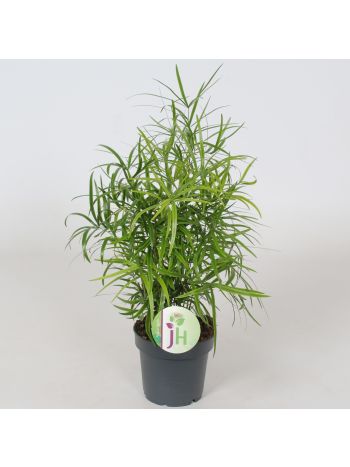 ASPAR FALCATUS