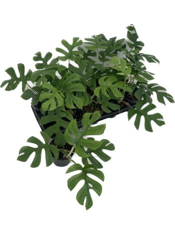 MONSTERA LITTLE SISTER