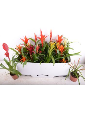 BROMELIA GEM
