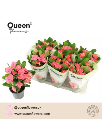 EUPHORBIA TIARA CHARLOTTE ROZE
