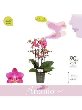 PHAL MF 4 ÁG PINK AROMIO ILLATOS