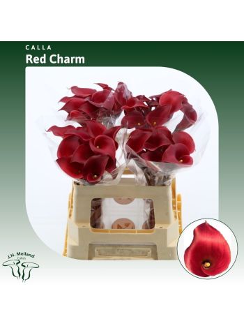ZANT RED CHARM 55CM