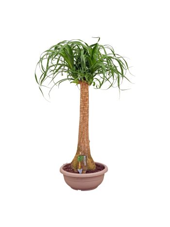 NOLINA (BEAUCARNEA)