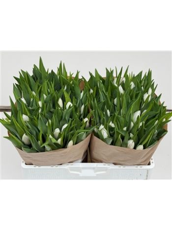 TU EN SENSATION WHITE