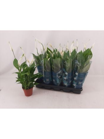 SPATH TORELLI