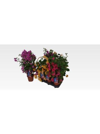 BOUGAINV MIX