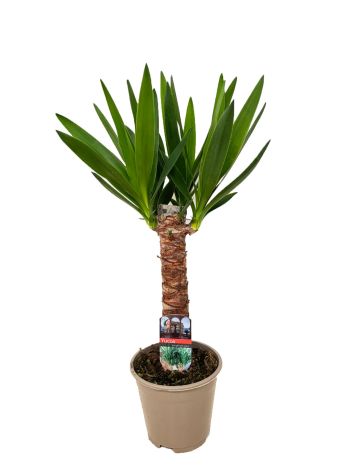YUCCA 1 TÖRZSES