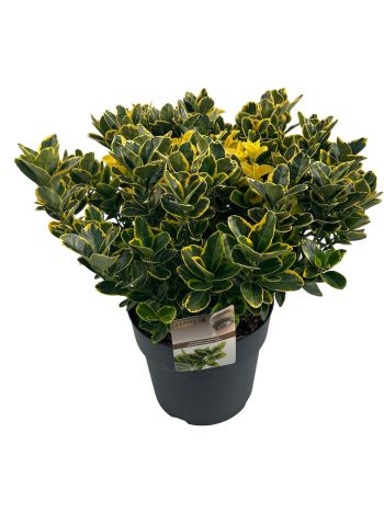 EUON J MICRO AUREOVARIEGATUS