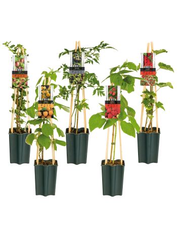 GY&Uuml;M&Ouml;LCS MIX