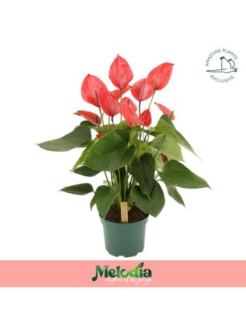 ANTH ANDR. MELODIA IBIS