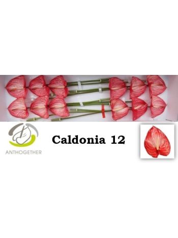 ANTH A CALDONIA *12