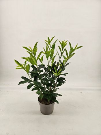 PRUN LAUROC CAUCASICA